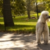 October 23, 2008 – Poodling