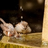 October 6, 2008 – Bathing