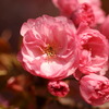 May 4, 2009 – Blossoming