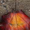 November 6, 2008 – Coloring