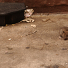 June 17, 2009 – Disgusting