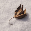 January 16, 2009 – Resting
