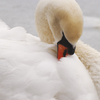 January 26, 2008 – Preening