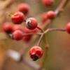 March 16, 2009 – Vegetating