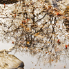 November 15, 2008 – Reflecting