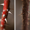 February 20, 2009 – Prickling